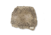 F 00882
<br/>
<br/>
<em></em>